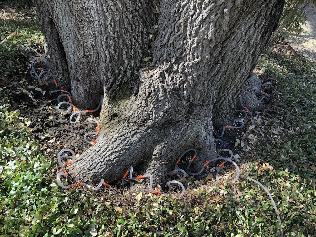 Detailed Tree Cabling and Bracing job site in Olive Hill