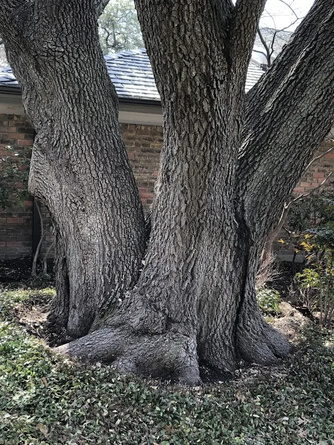 Mature heritage tree close to a Olive Hill property cared for by certified arborists